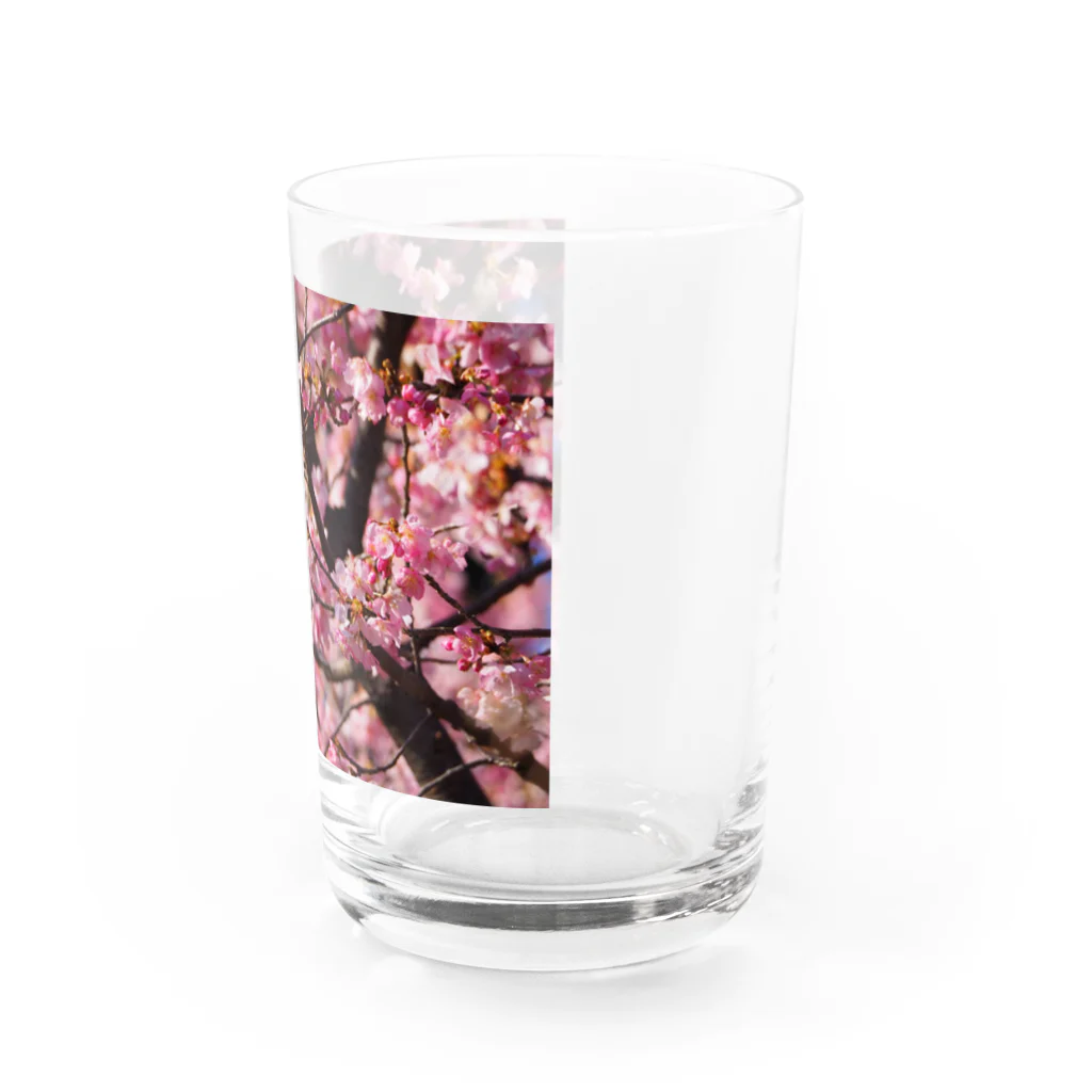 SHOPマニャガハの2021年の桜(№2) Water Glass :right