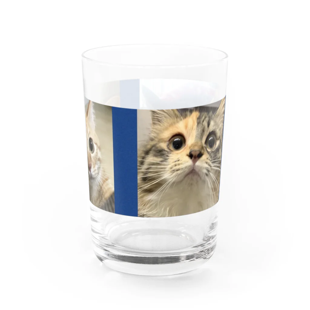 きなこ あずきショップのきなこ ぎん あずき Water Glass :right