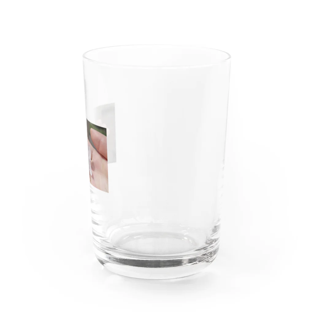 日常の中から見つけよう。の散ってしまった Water Glass :right