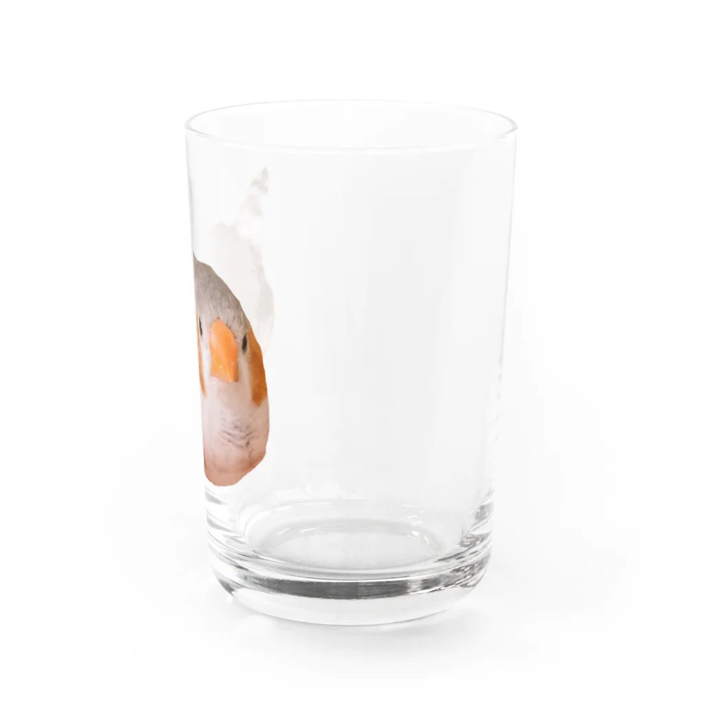 きんちゃんグッズのまんまるきんちゃん Water Glass :right