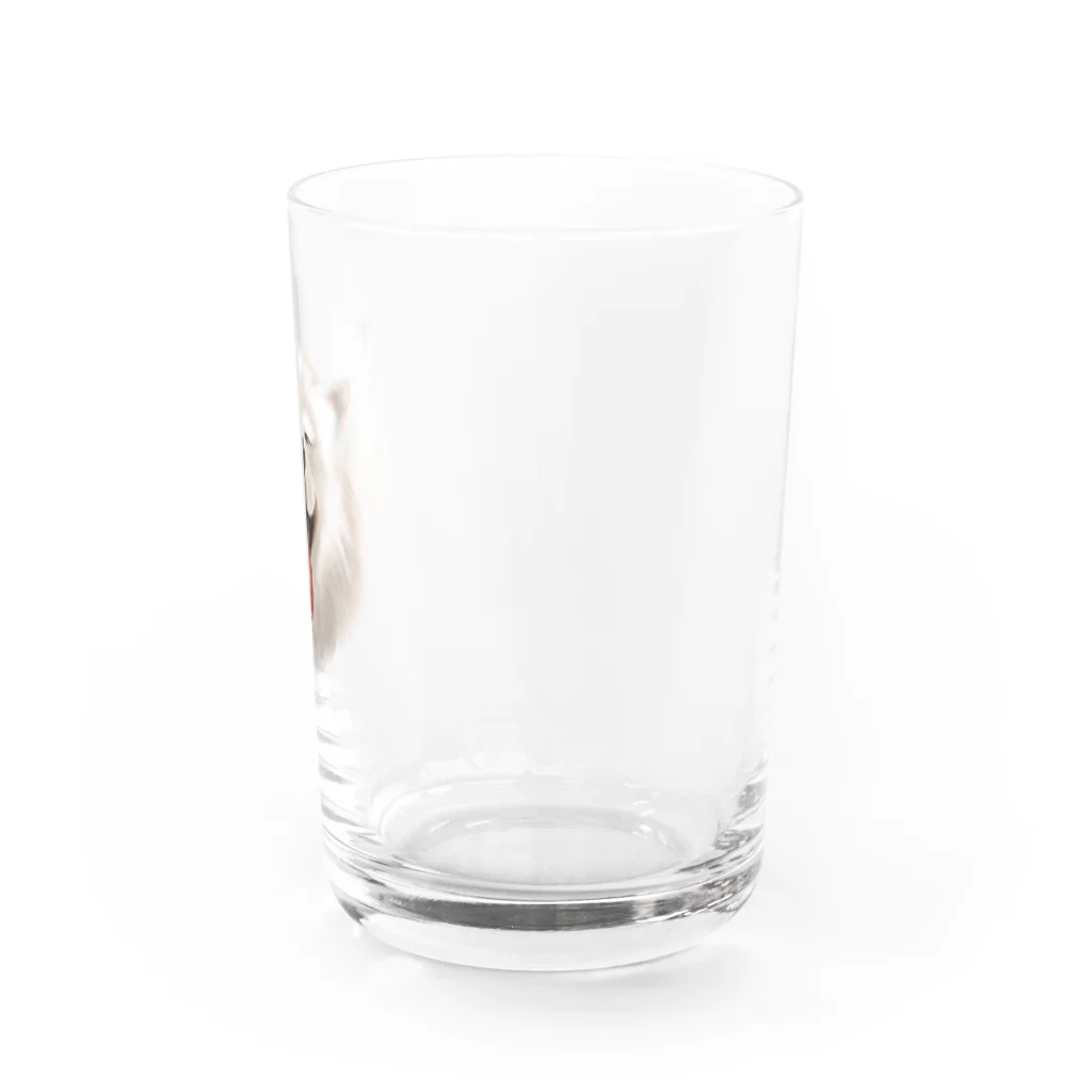 サモエドさくらショップのサモエドさくら（幸せそうな表情） Water Glass :right