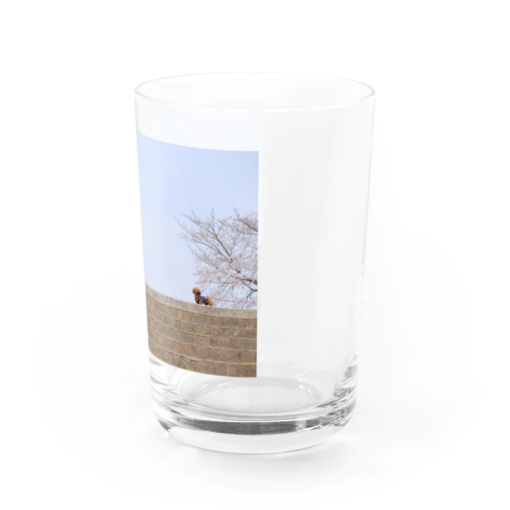 にしむの桜、自転車、ワンちゃん Water Glass :right