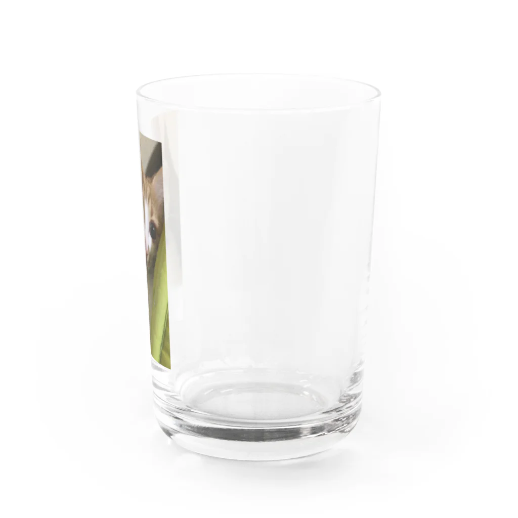 むむ😸🍈(mumu)グッズの茶白猫むむ Water Glass :right