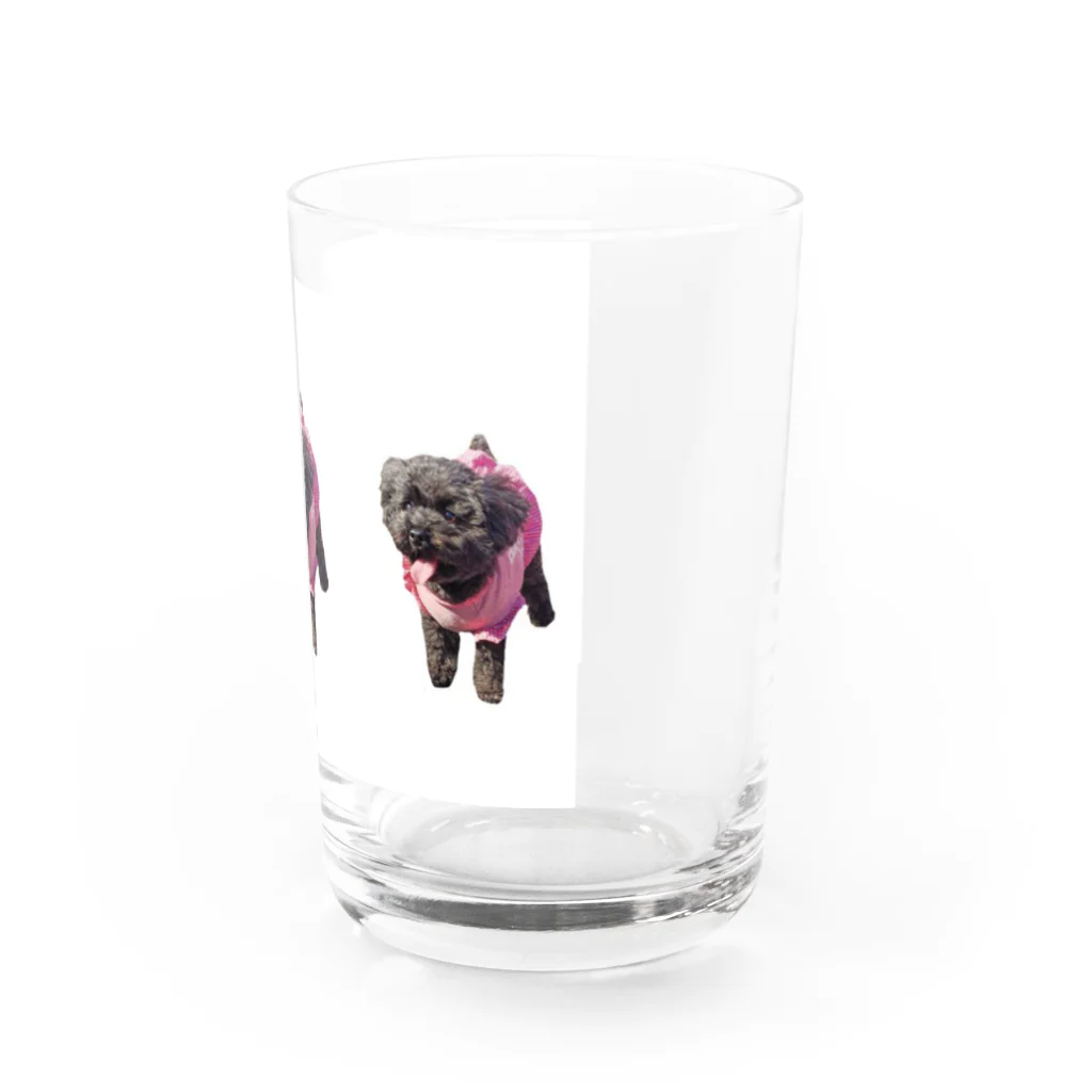 トイプードル ピュアショップのトイプードル ピュアちゃん Water Glass :right