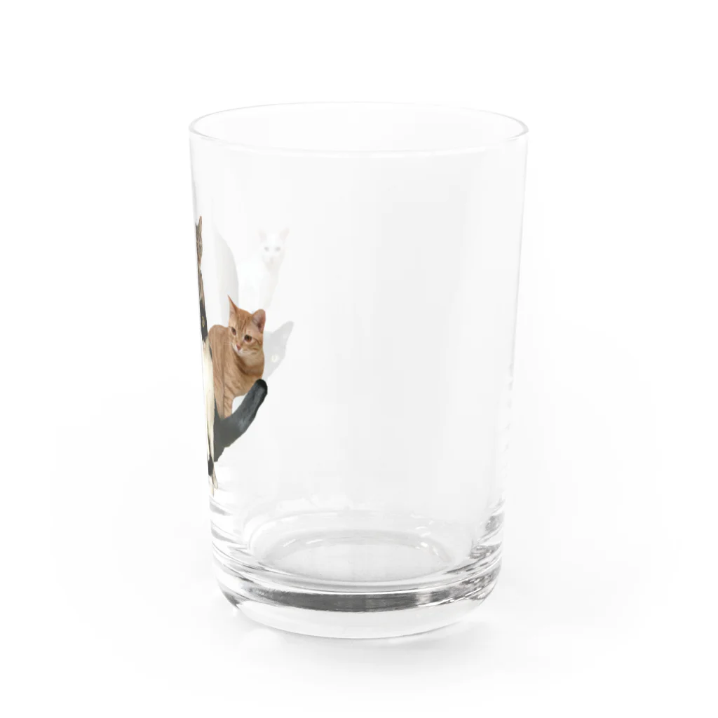 ＭＩＹＡＺＡＫＩの保護にゃんズ Water Glass :right