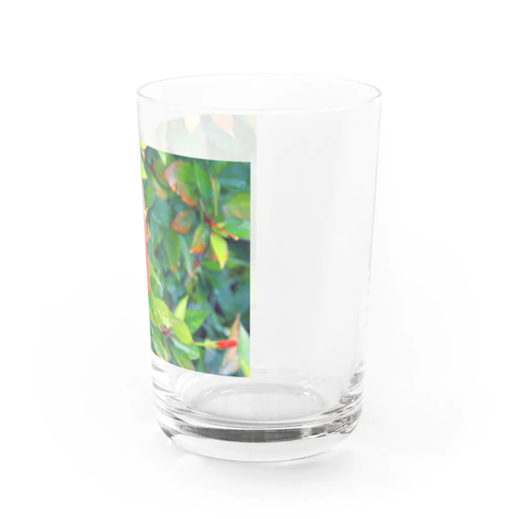 pino子 shopの雨上がりのハイビスカス【風景写真】 Water Glass :right