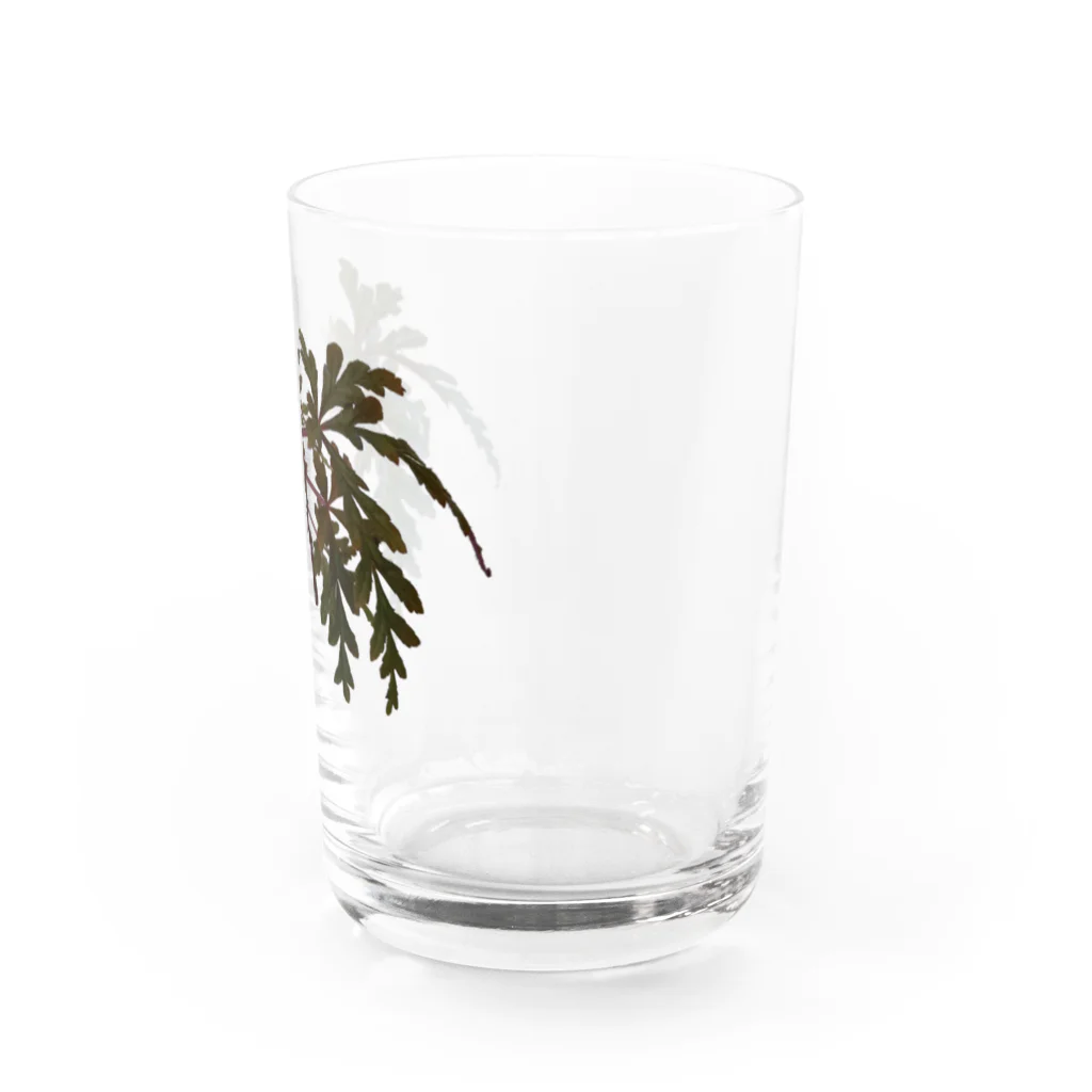 ぴーちゃんのベゴニア ポリロエンシス 熱帯植物 Water Glass :right