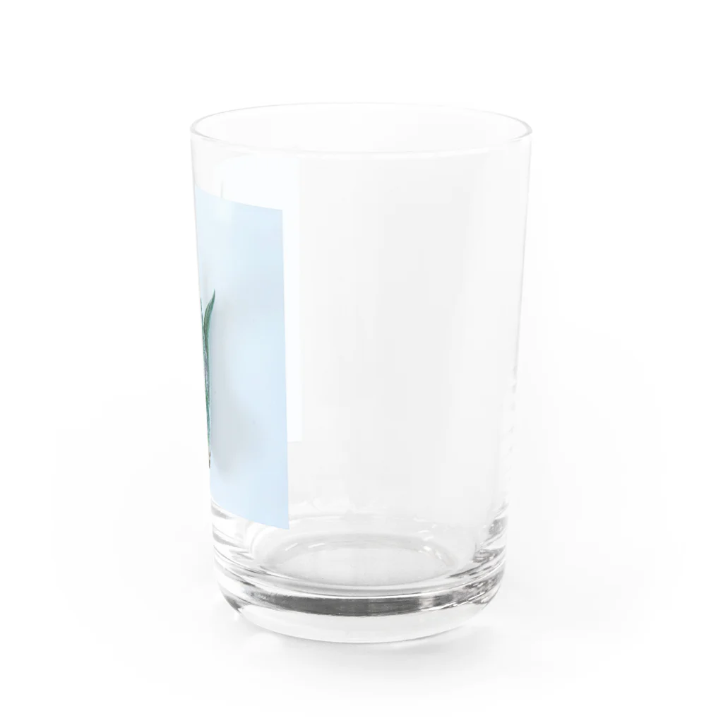 a.c.a.botanicalのカプトメデューサエ Water Glass :right