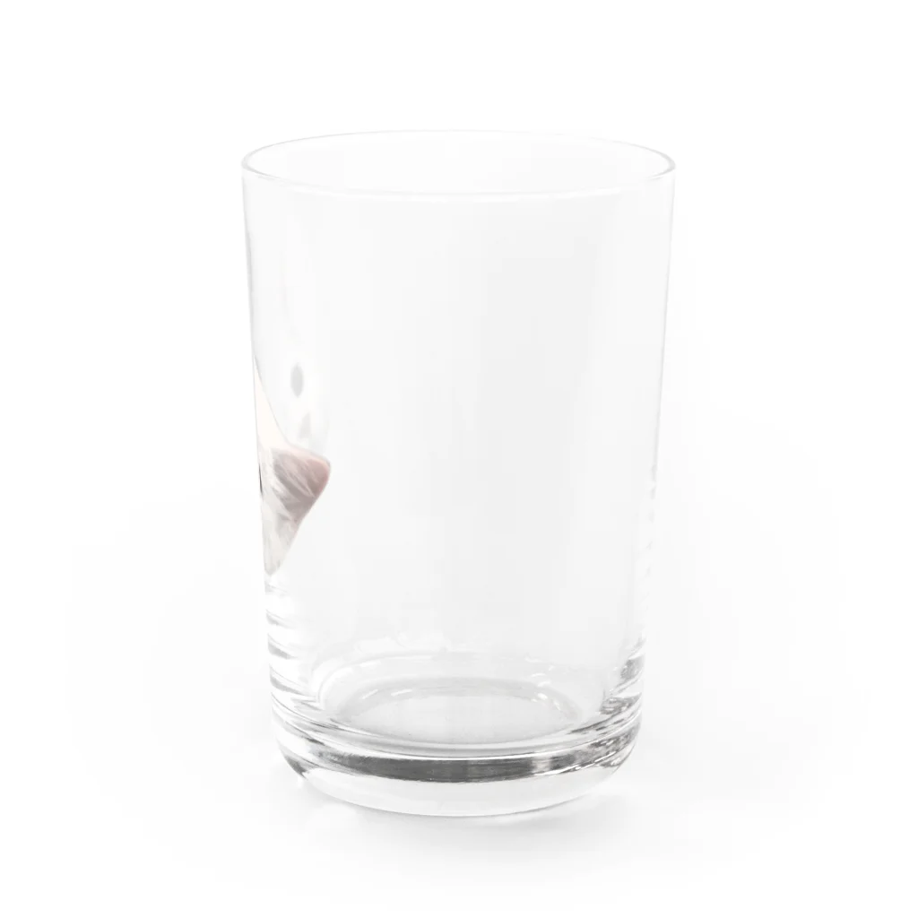 ゆれる銀の白猫の恋ちゃん Water Glass :right