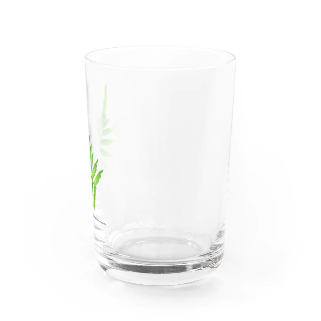 アルカディア地球本店のFern Water Glass :right