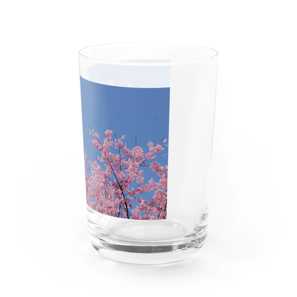 花畑写真館🌷の#2 さくら❁ Water Glass :right
