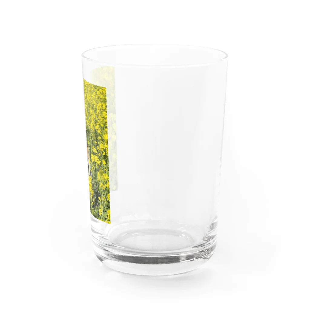 ハナちゃんの！の菜の花ハナちゃん Water Glass :right