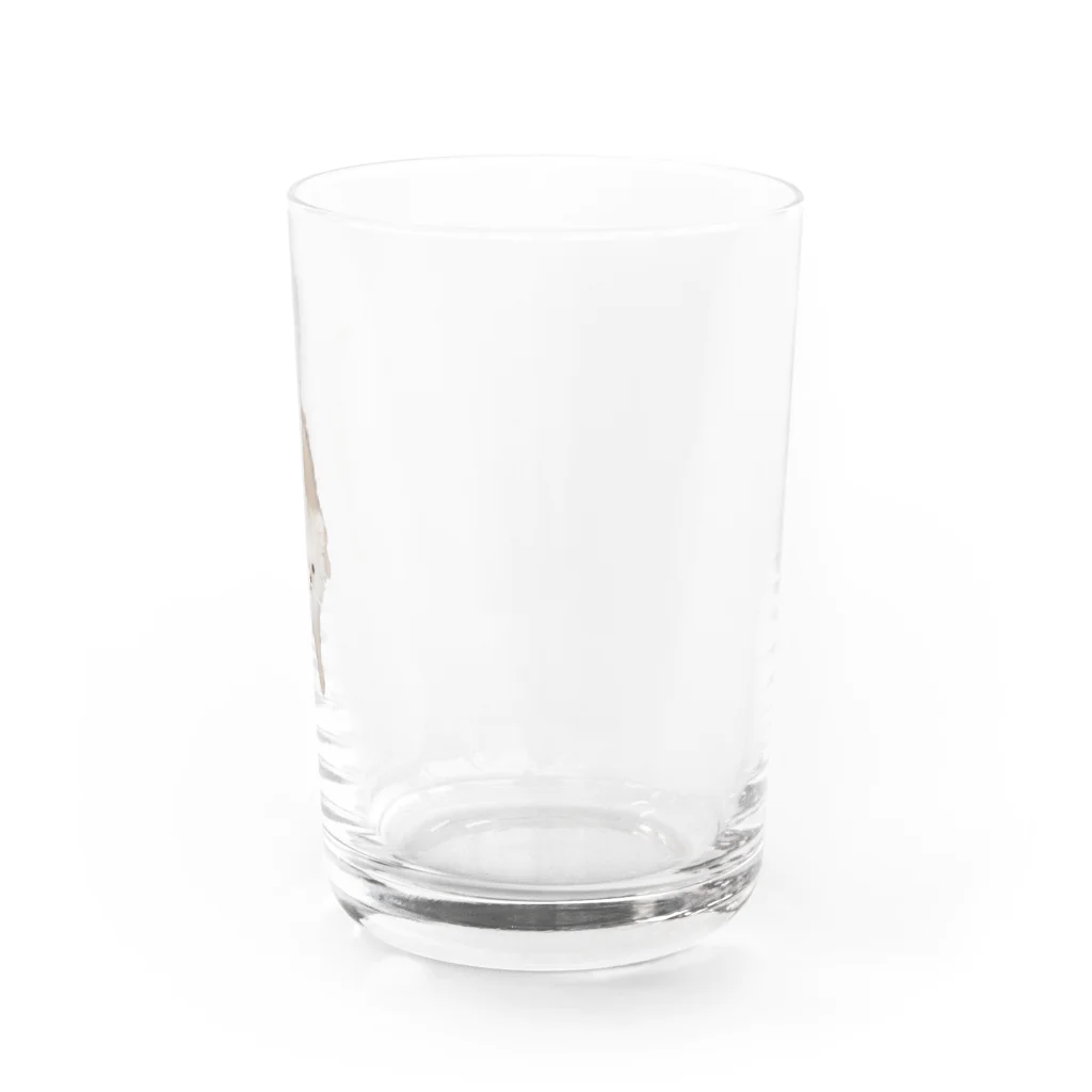 nonoの紐ｶﾐｶﾐののたん（白ポメラニアン） Water Glass :right