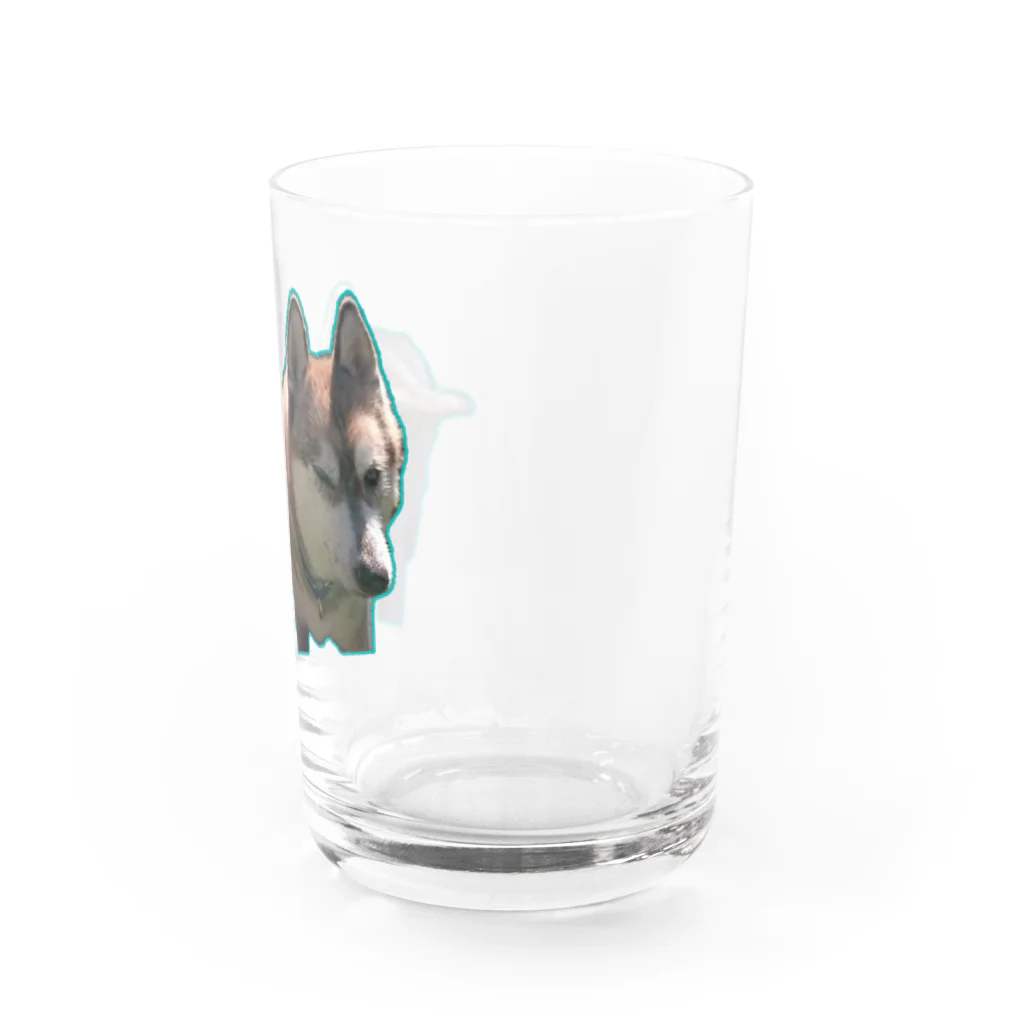 伽藍堂別邸のぶるぶるハスキー・いやいやハスキー Water Glass :right