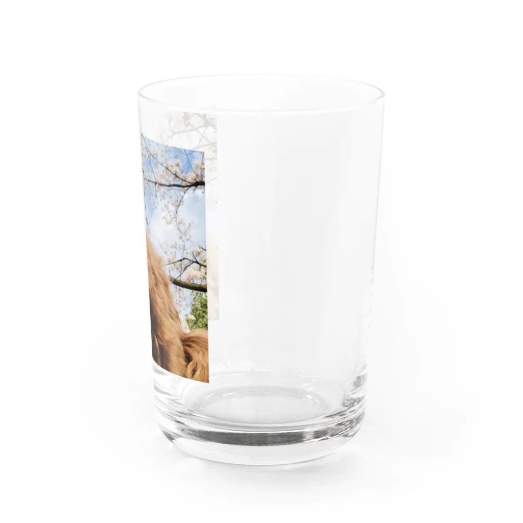 ささみの日常のももちゃんが見る景色〜桜〜 Water Glass :right