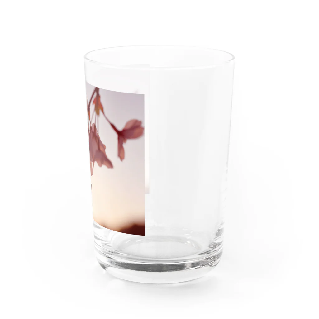 seiranVの桜と夕日 Water Glass :right