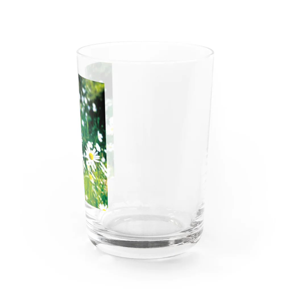 akane_art（茜音工房）の癒しの風景（シャスタデイジー） Water Glass :right
