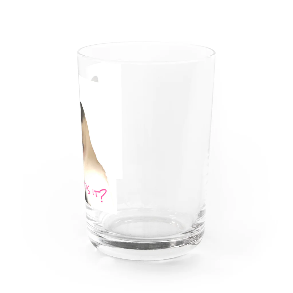 mooncatのMy cat R Water Glass :right