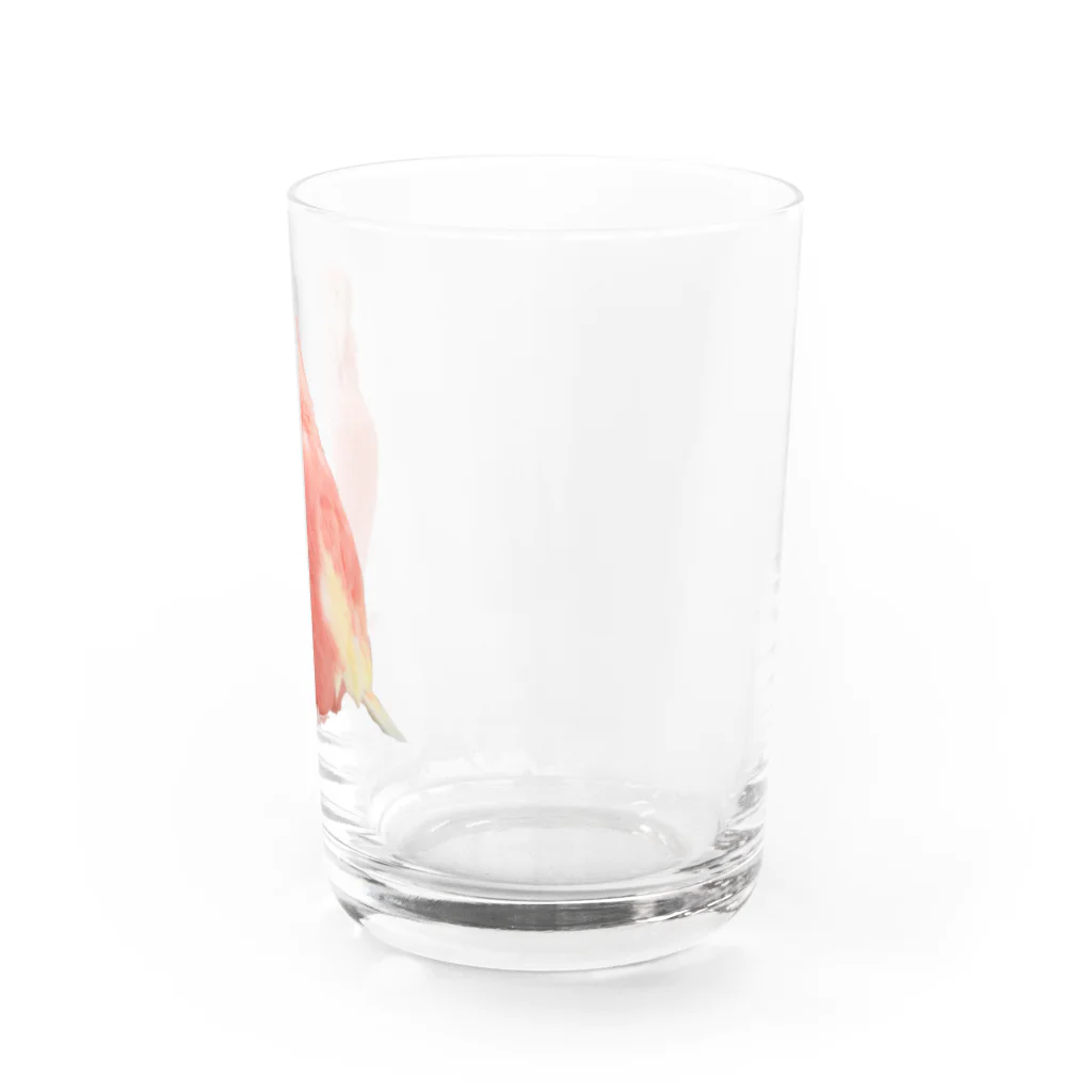 アキクサインコのチャムのアキクサインコのチャム（実写うふ顔） Water Glass :right