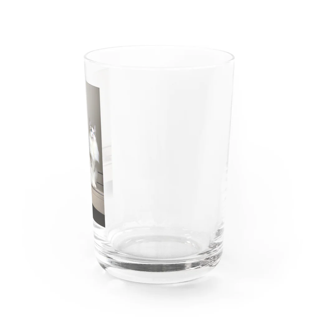 こむぎSHOPのピアノの上のこむぎ Water Glass :right