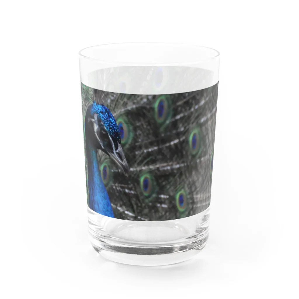 (羊虎魂)の孔雀・2 Water Glass :right