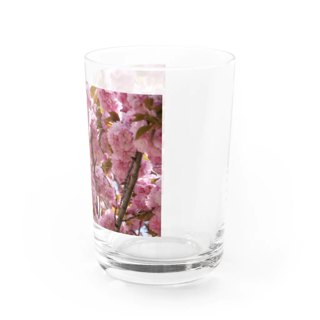 Jodlerin Sakura Kitagawa und die Edelweißmusikantenの八重さくら　１ Water Glass :right