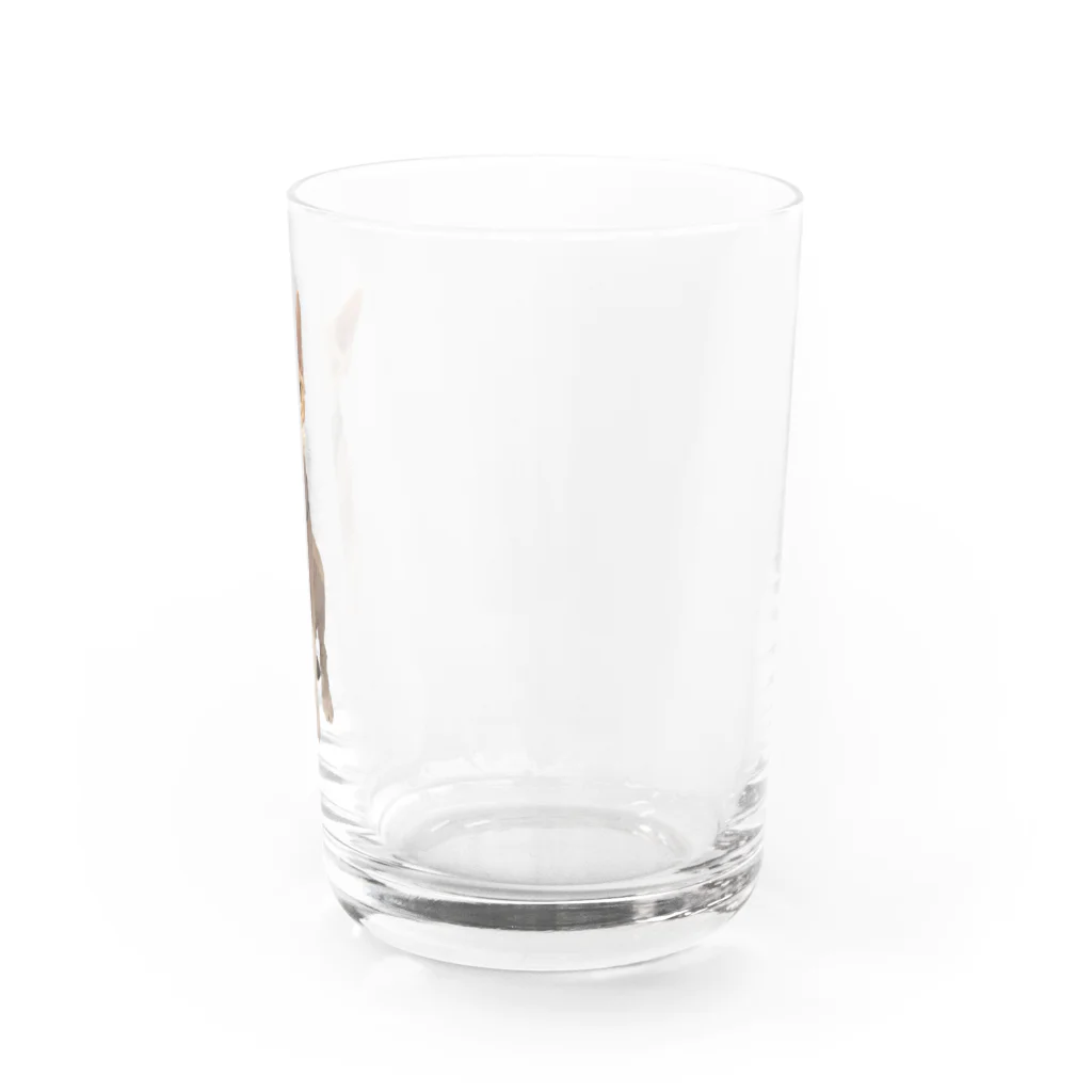 小鳥と映画館のオーダー品 水彩画 スフィンクス バズちゃん 全身 Water Glass :right