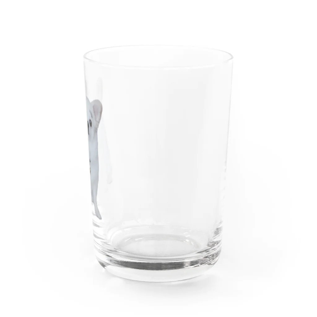 しまのまゆげこむぎこ Water Glass :right