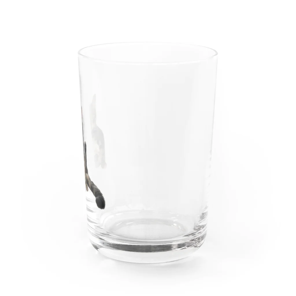 なかたです。のうちのお猫様 Water Glass :right