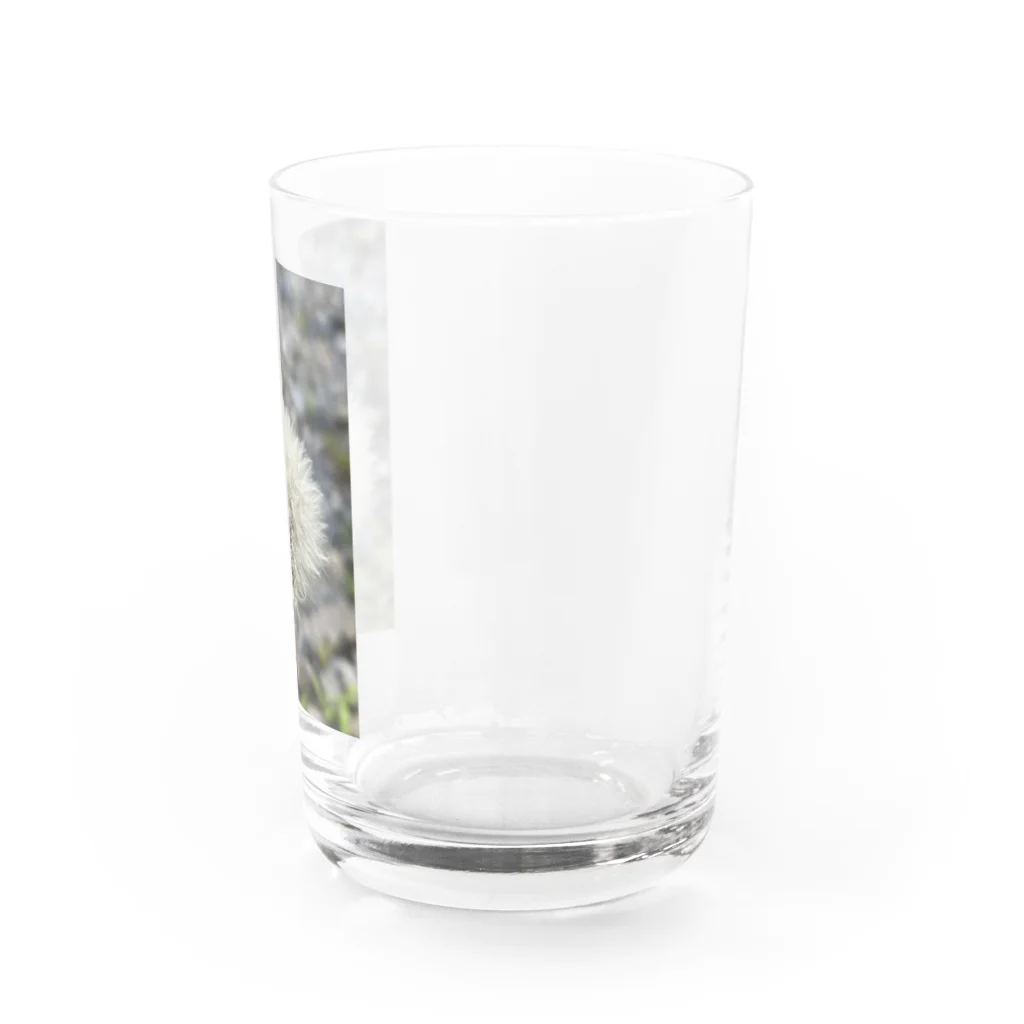 でおきしりぼ子の実験室のわたげのうたげ-縦 Water Glass :right