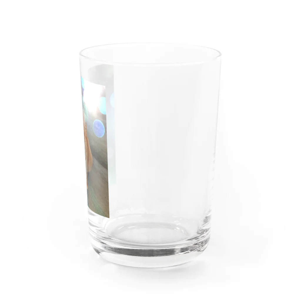 噛み噛み社長とにゃんこ達。のてんちゃん。 Water Glass :right