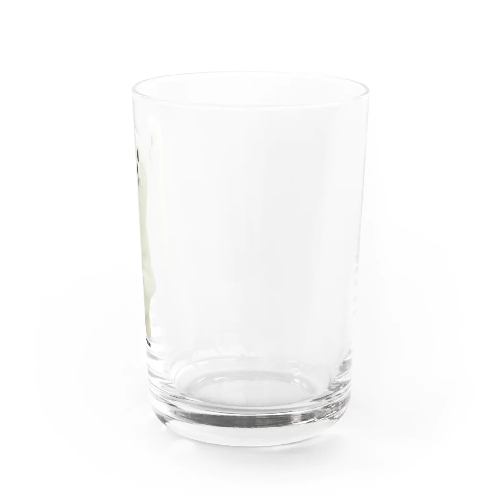 JUNK FOOD OPERAのあざらし？さん Water Glass :right