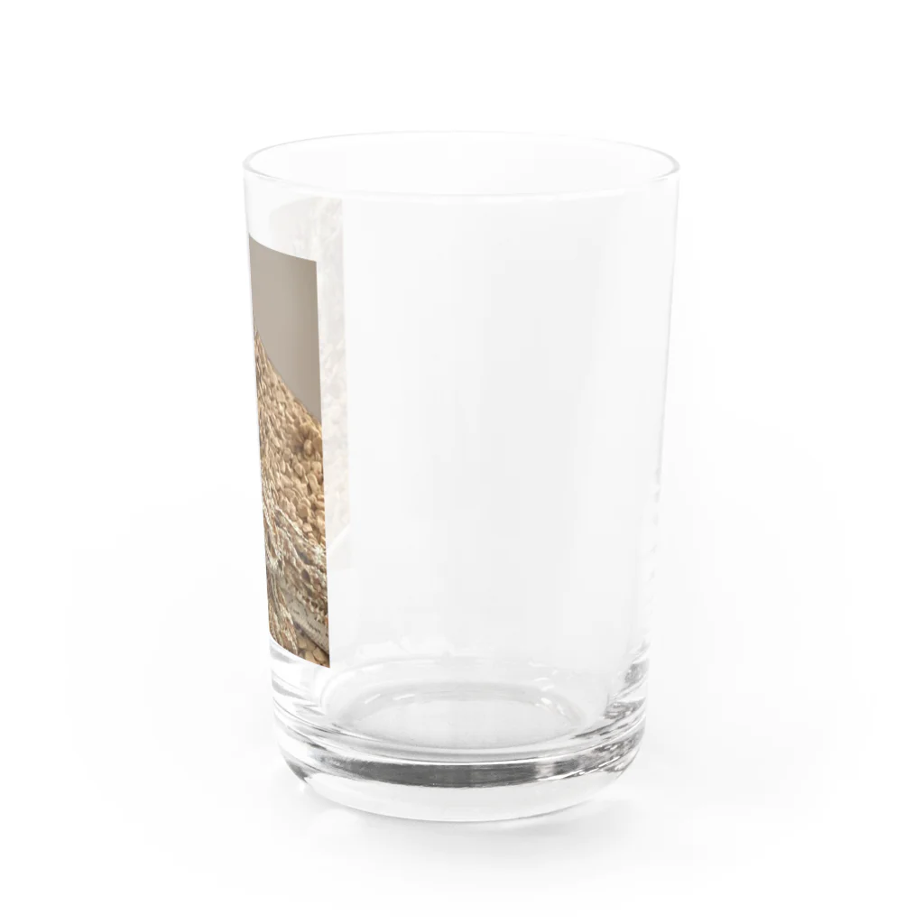 TENTENのFRIENDS Water Glass :right