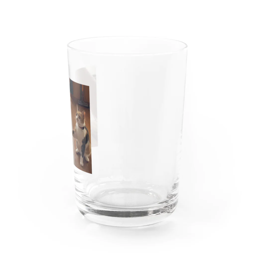 足長三毛猫マンチカンのたまのおてたま Water Glass :right