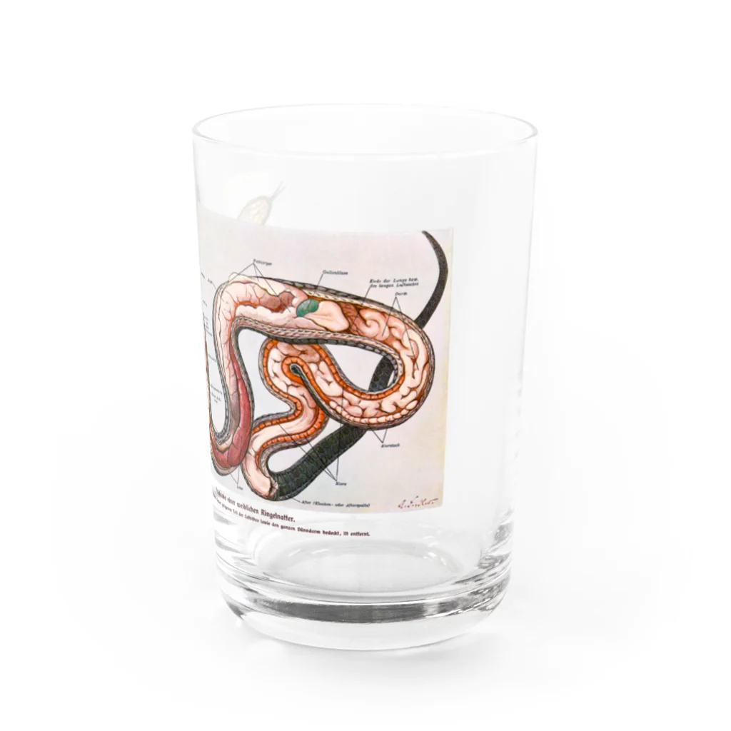 Rubbishのヘビの解剖 Water Glass :right