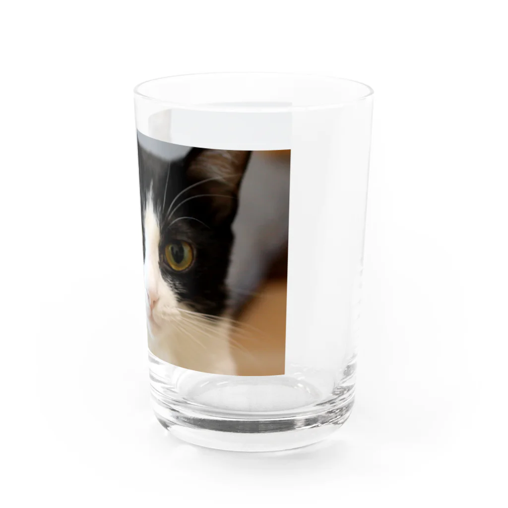 キティの目ヂカラ強めのハチワレ美人 Water Glass :right