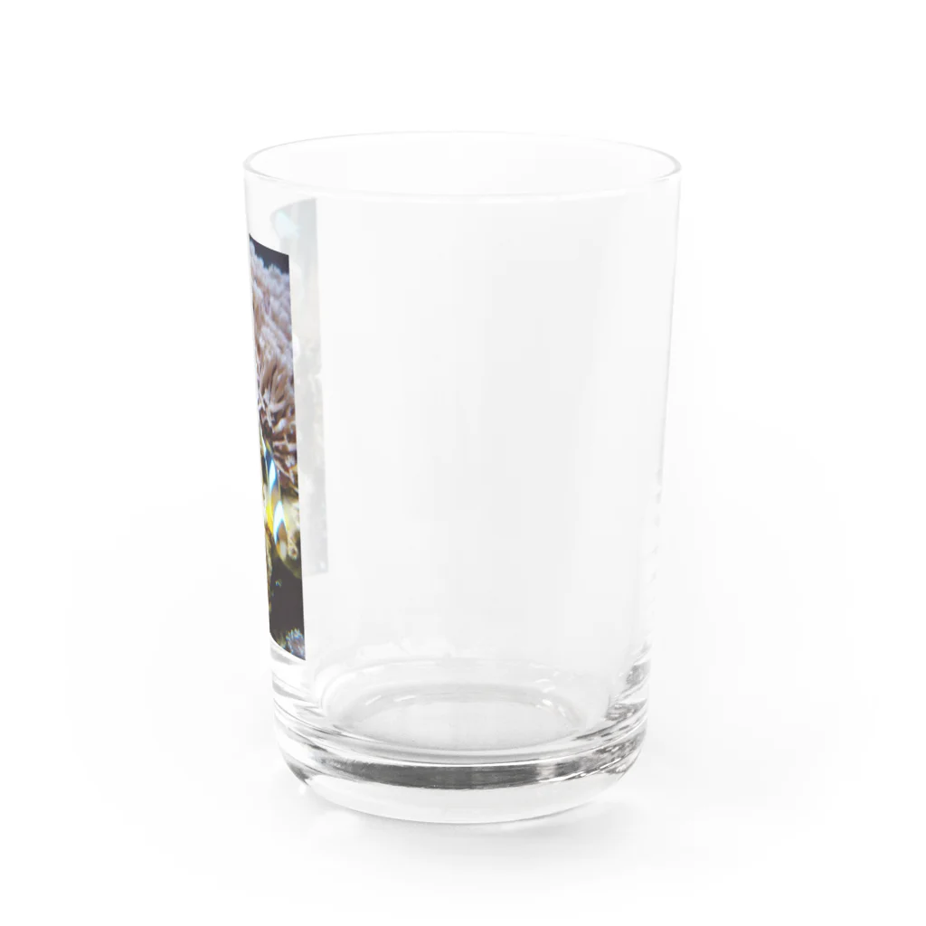 26giの水の生き物 Water Glass :right