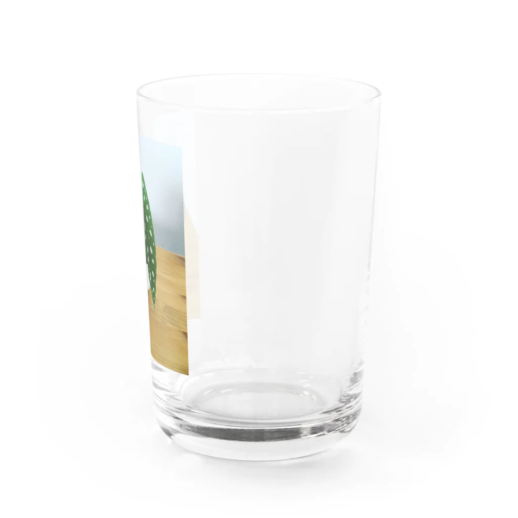 まゆらびのベゴニアマクラータちゃん Water Glass :right