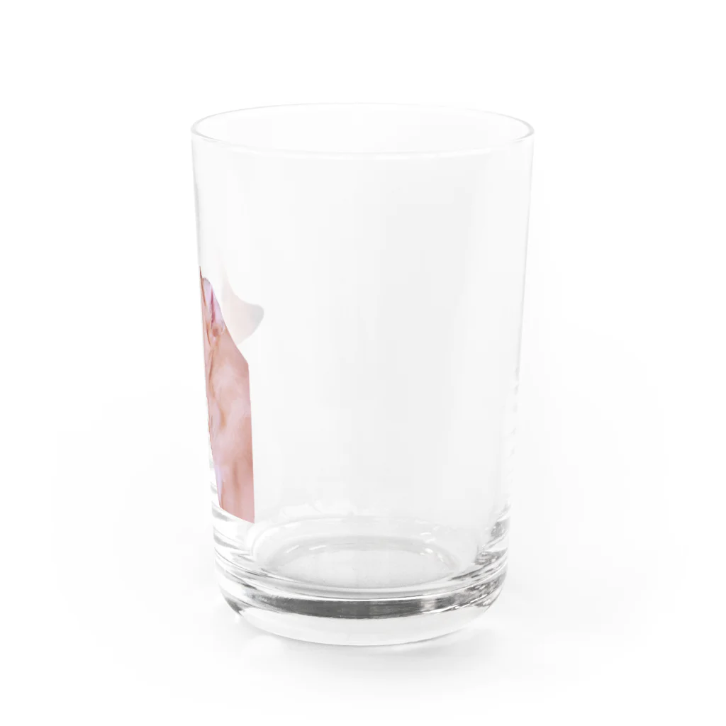 くろまるStoreの犬　いぬ　 Water Glass :right