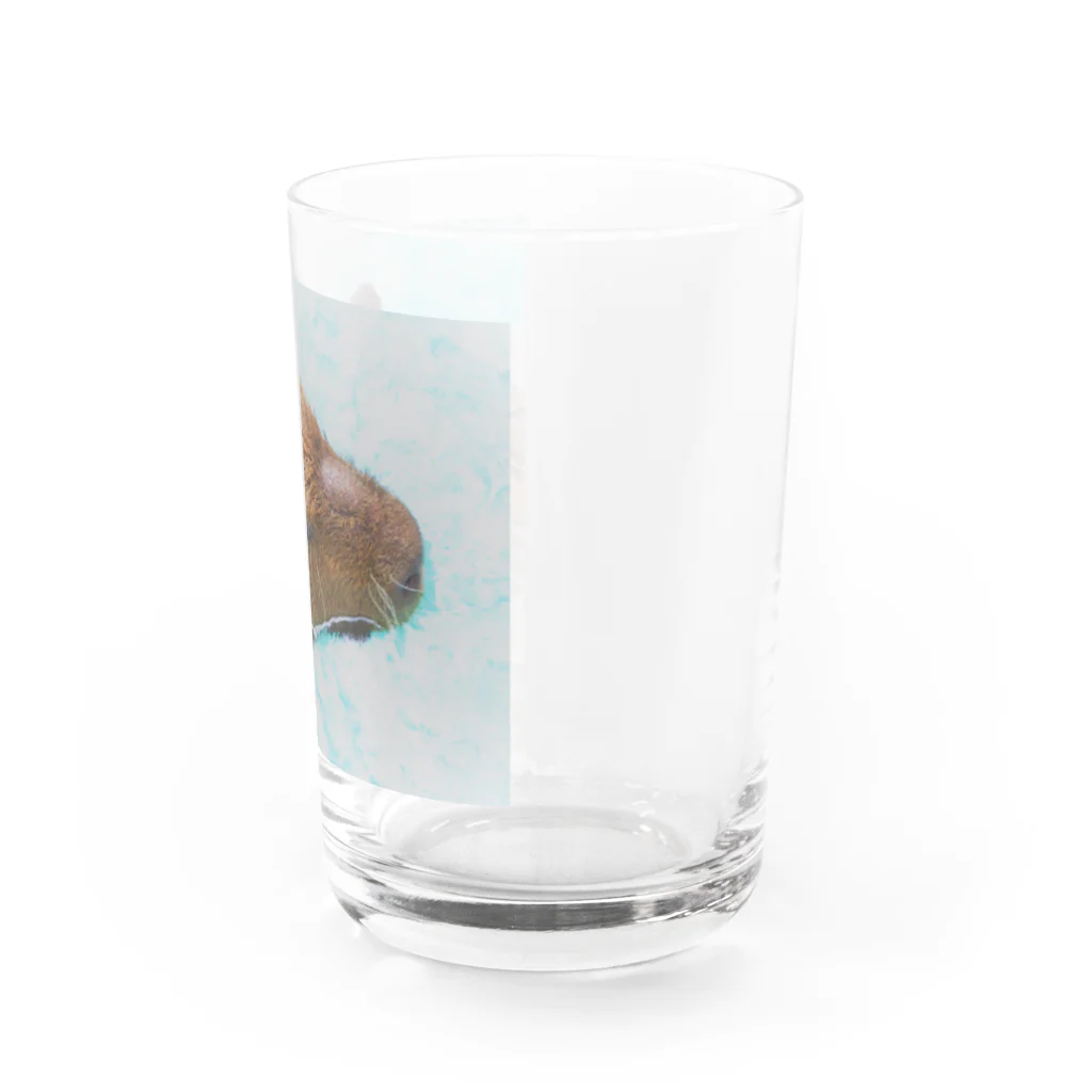 アラコ。の物憂げなカピバラ Water Glass :right