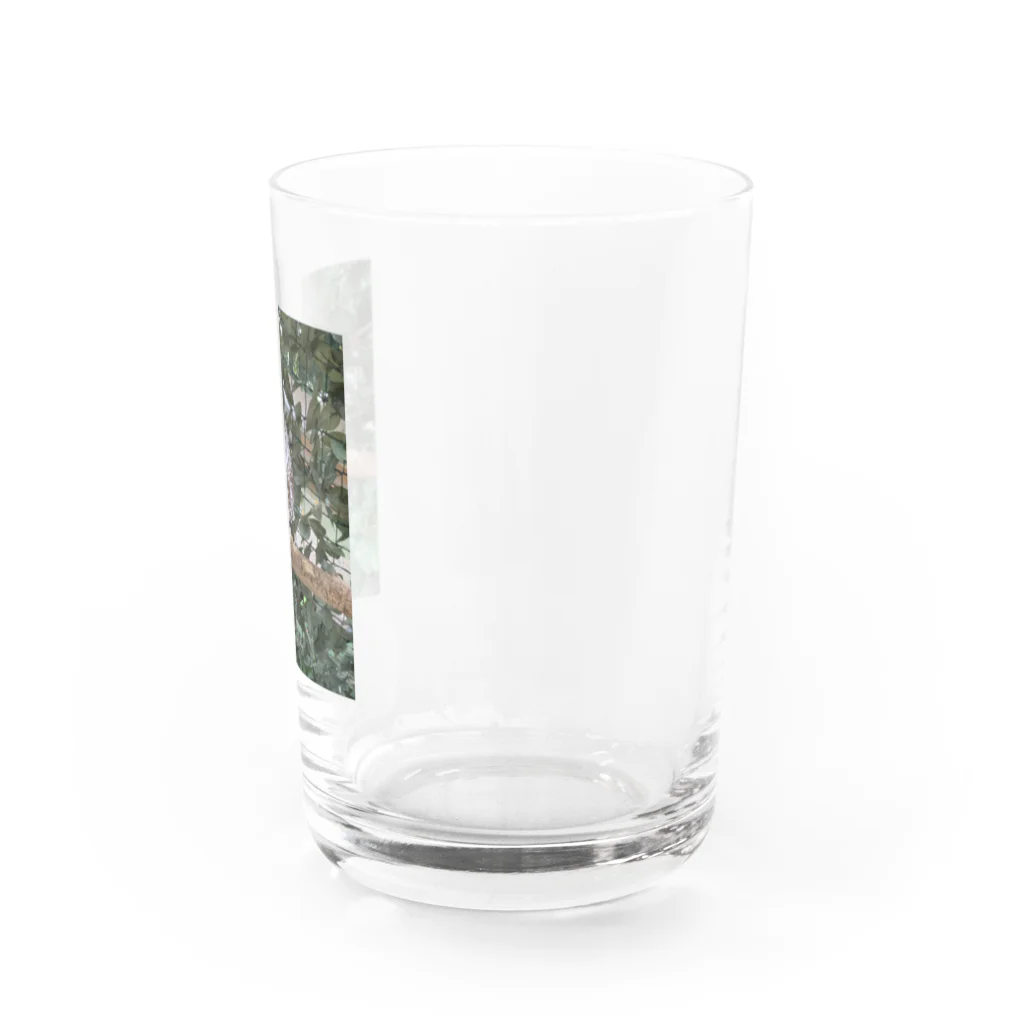 ちびまっくすのもふもふフクロウ💕 Water Glass :right