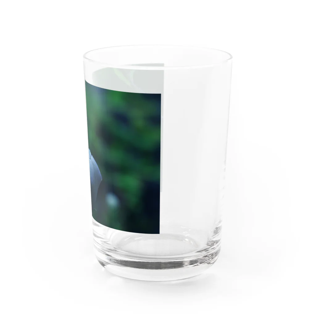 ﾛｯﾄﾓｰﾝﾄのつぼみ Water Glass :right