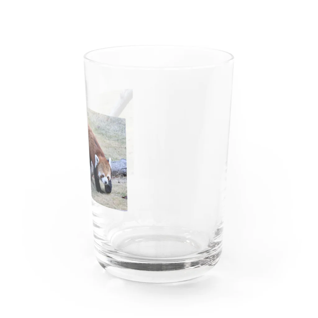 アレックス⚽🏀🍣のレッサーパンダ Water Glass :right