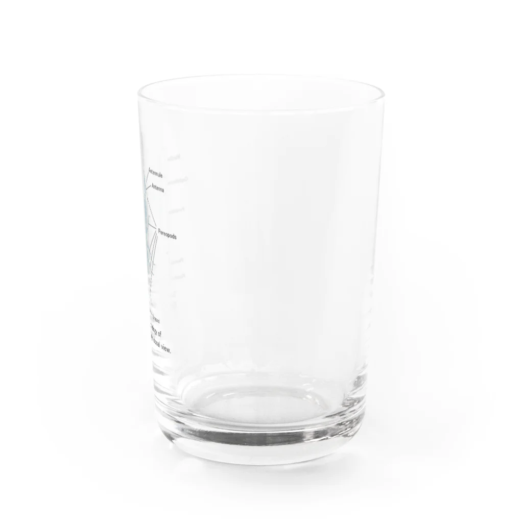 むせきつい屋さんのウミクワガタの外部形態 Water Glass :right