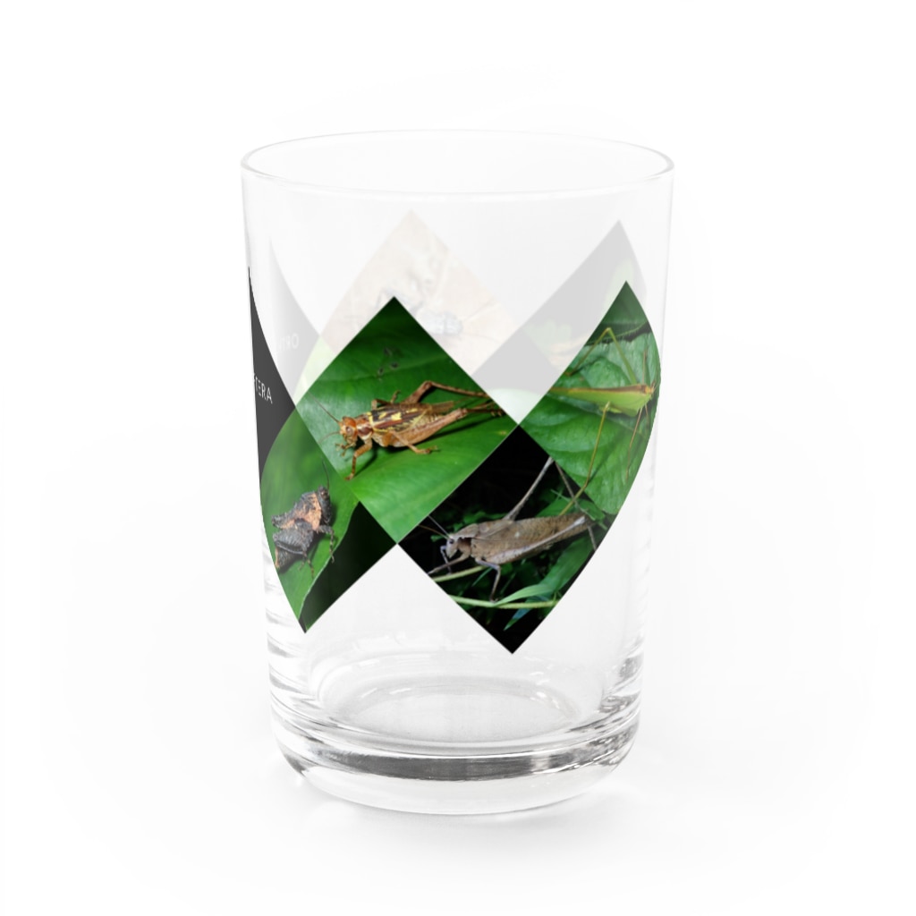 直翅類.jpのORTHOPTERA Water Glass :right