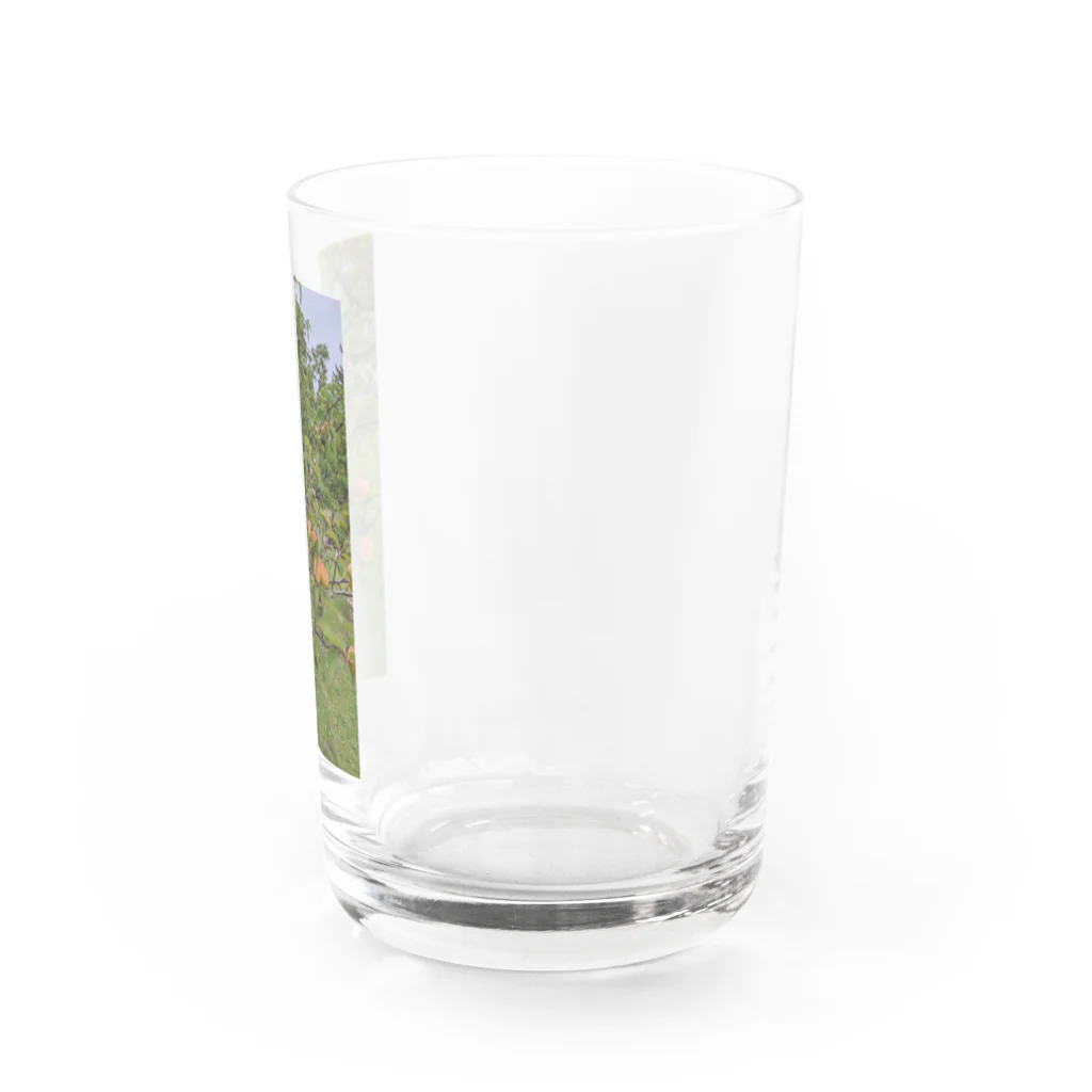 どらこん商店の梅柄 Water Glass :right