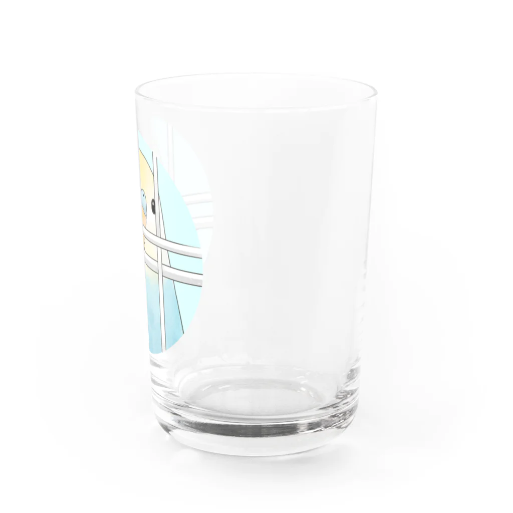 まめるりはことりの可愛いのぞき見セキセイインコちゃん【まめるりはことり】 Water Glass :right