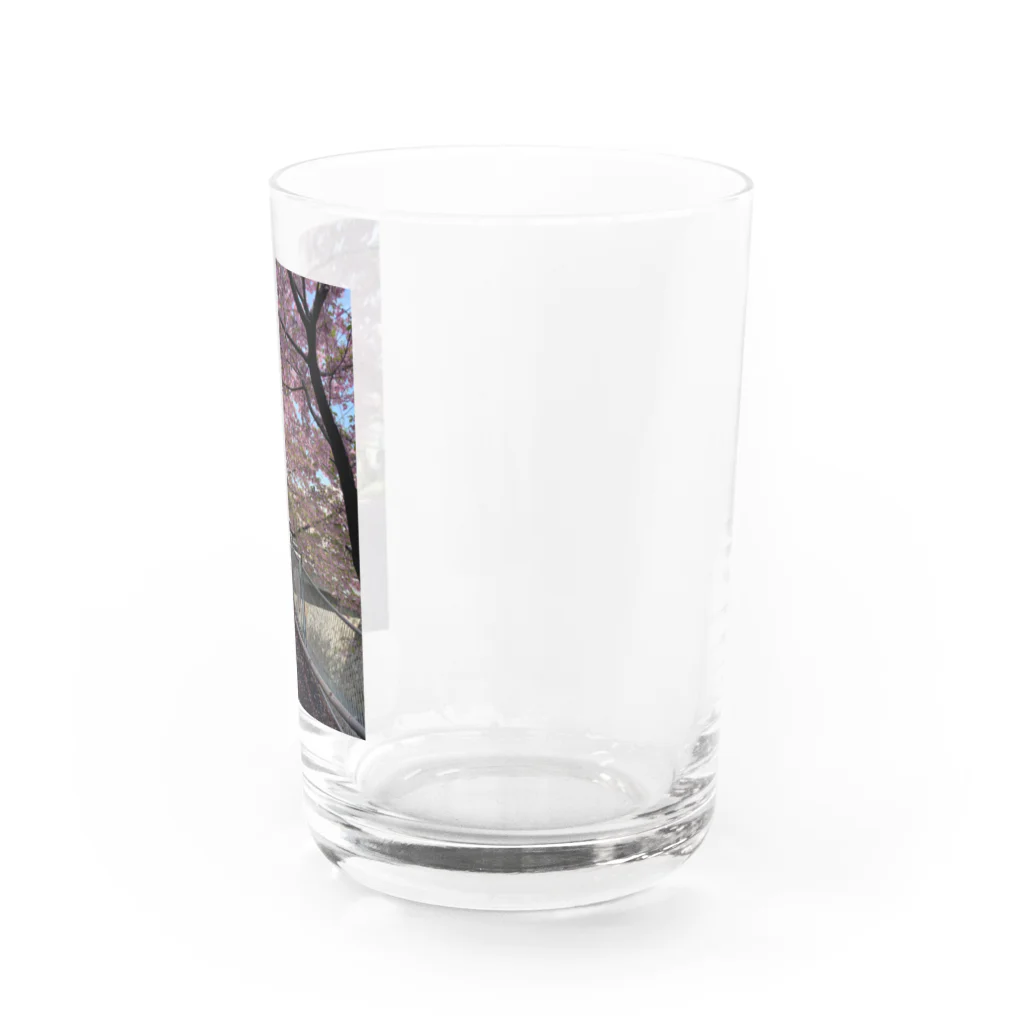 慶の桜の季節 Water Glass :right