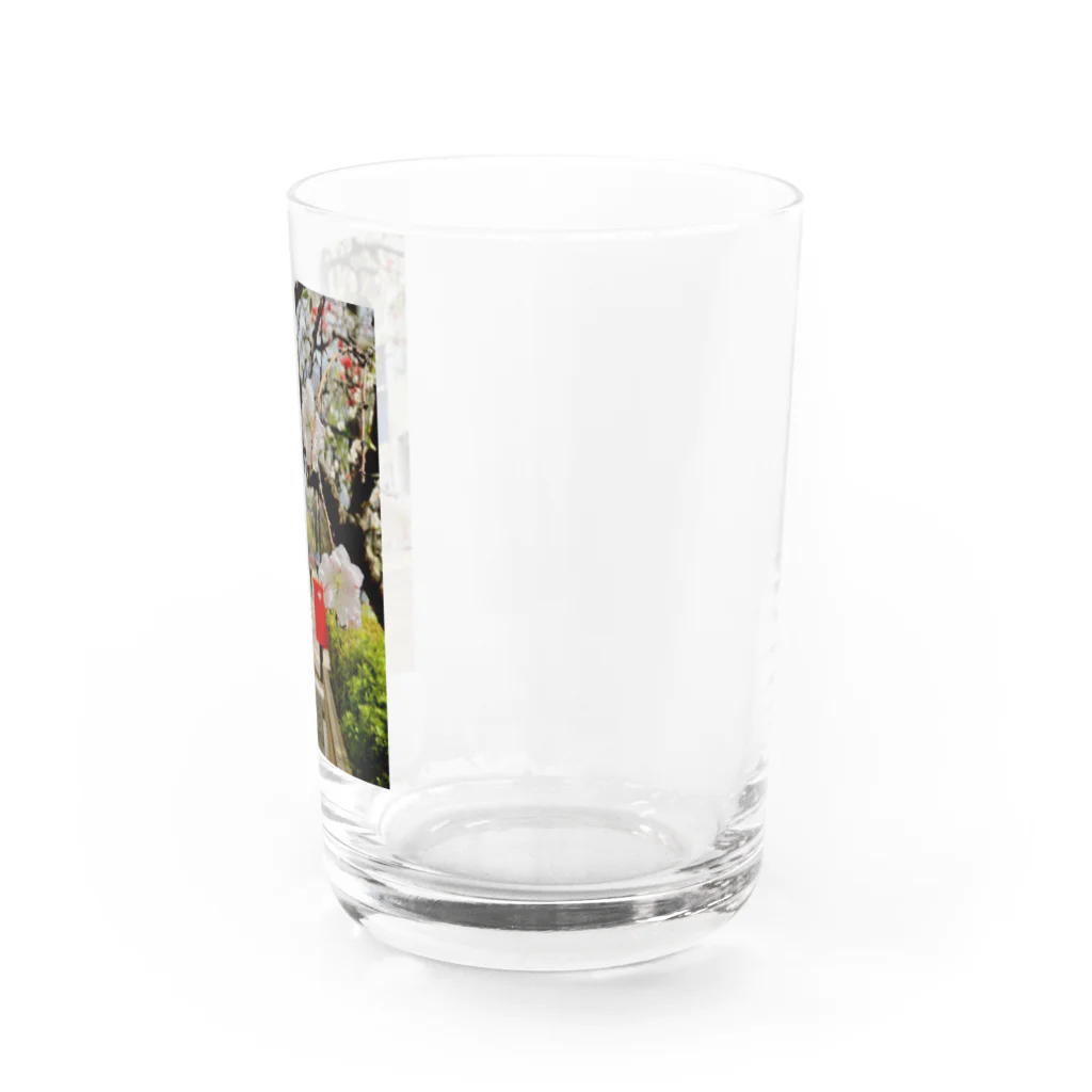 ぽたみの部屋の紅梅/ぽたみの部屋 Water Glass :right