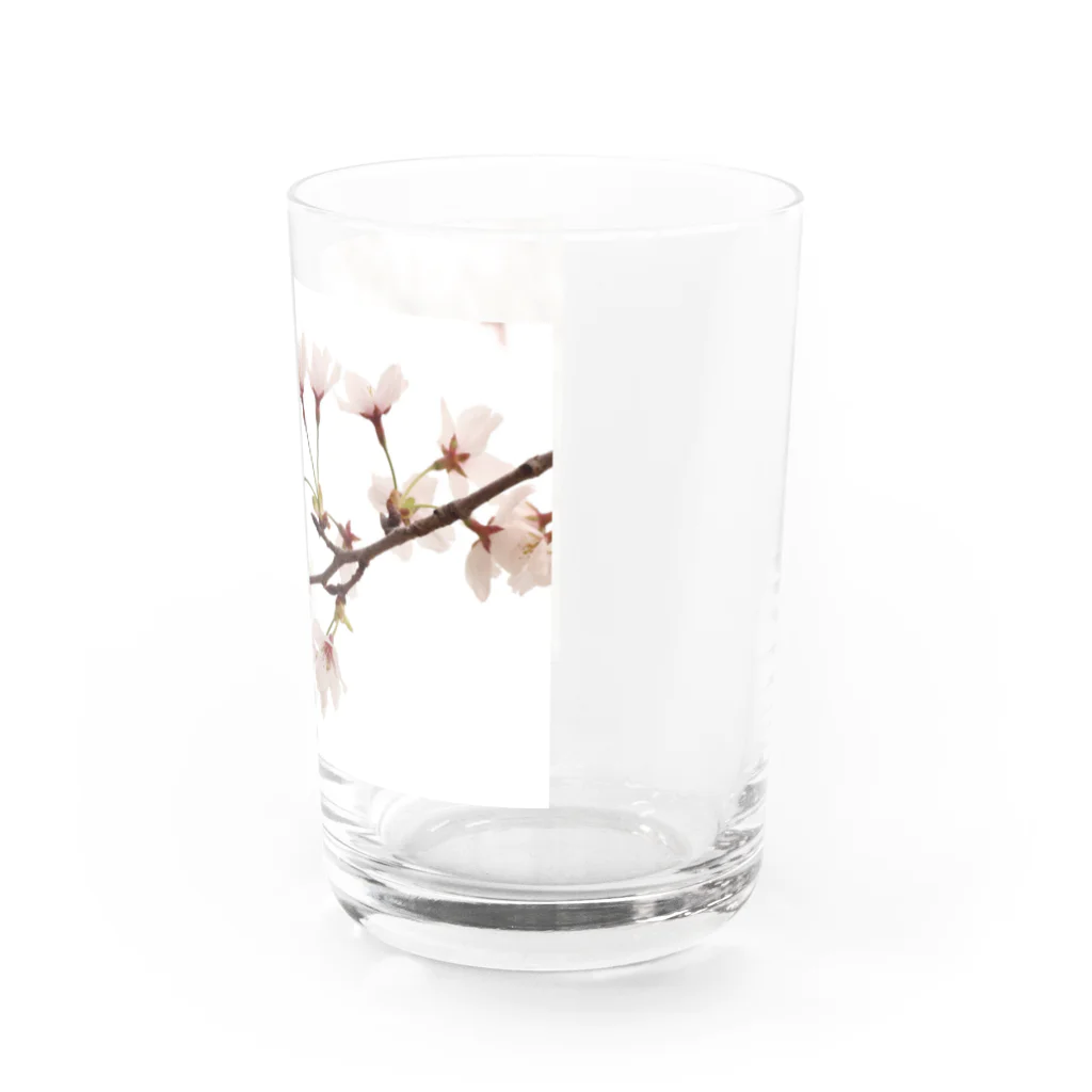 詩音乃芽の木の桜 Water Glass :right